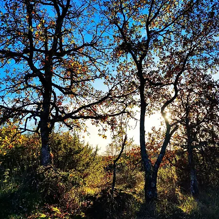 캠프장 Les Nids De Bonnan Milhars